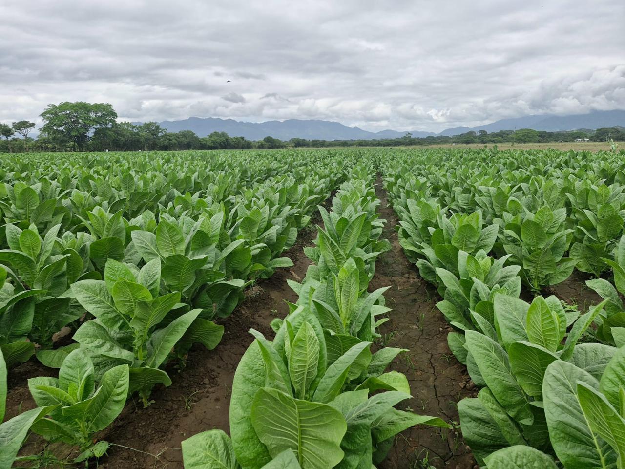 Agroindustrial Science Background